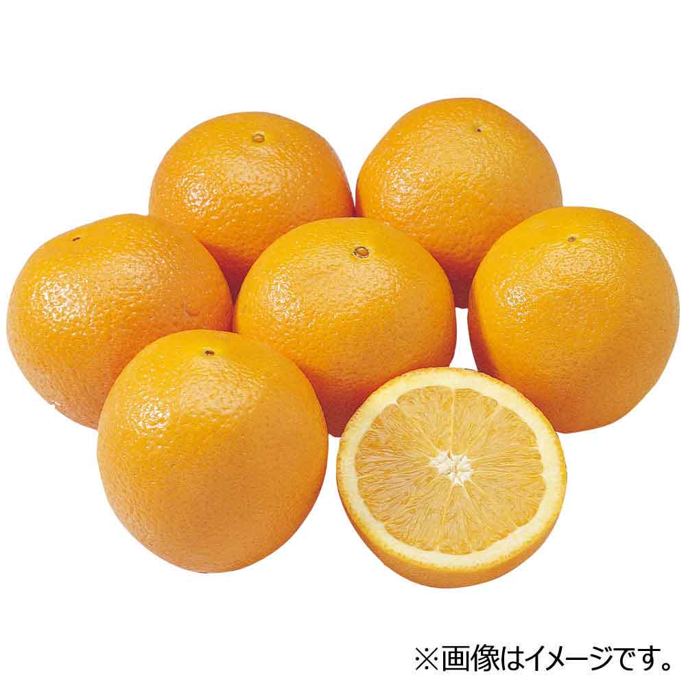 アメリカ産など国外産　ネーブルオレンジ　1玉