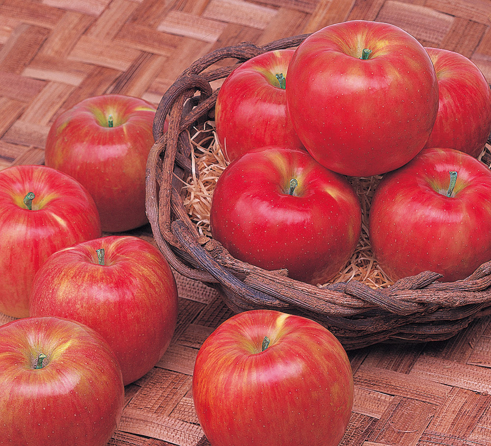 長野県産など国内産　サンつがる（りんご）1玉