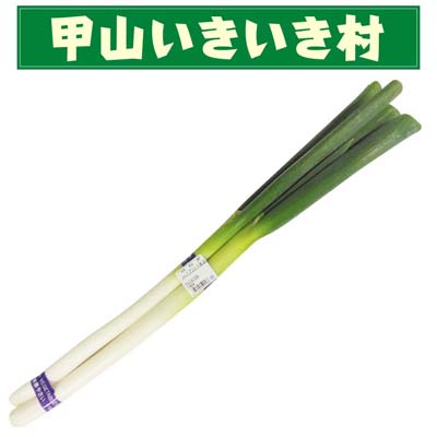 【甲山いきいき村】広島県産 白ねぎ 1袋