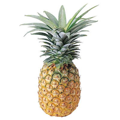 フィリピン産　パイン　1本