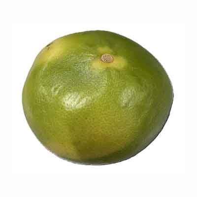  アメリカ産など国外産　メロゴールド　1玉