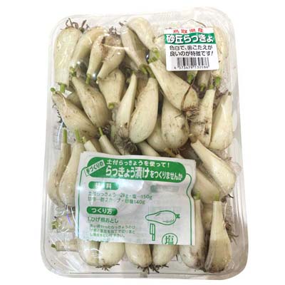鳥取県産　砂丘らっきょう　　約１．１ｋｇ入