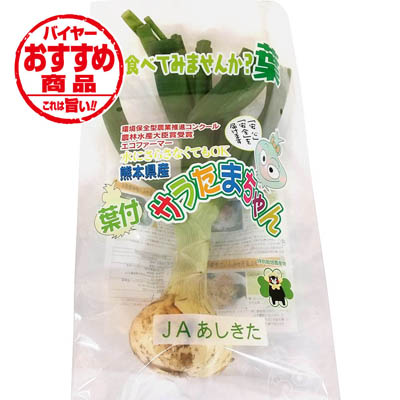 熊本県産（ＪＡあしきた）　葉付サラたまちゃん　袋