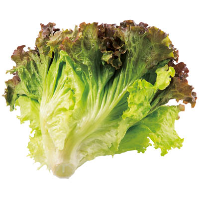 福岡県産など国内産 　サニーレタス　1束