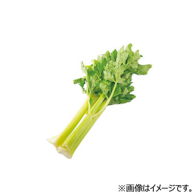 長野県産など国内産 セロリ　1本
