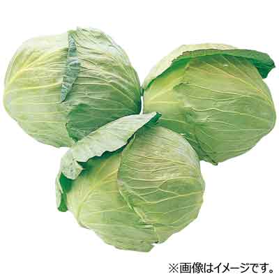 熊本県産など国内産　きゃべつ　１玉