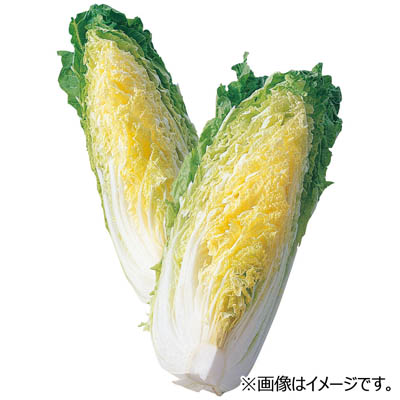 大分県産など国内産　はくさい1/4切