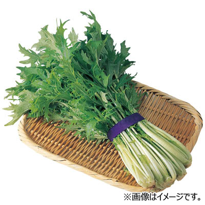 福岡県産など国内産　水菜　１束
