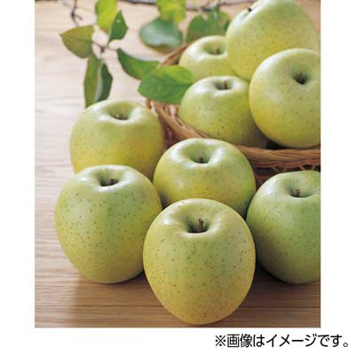 青森県産など国内産　りんご（王林） １玉
