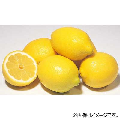 チリ産などの国外産　レモン　1玉